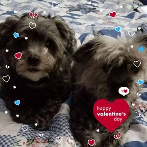 Meet your Posher, Joyce